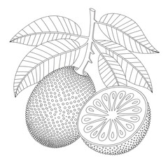 A black and white jackfruit illustration line art of a coloring page