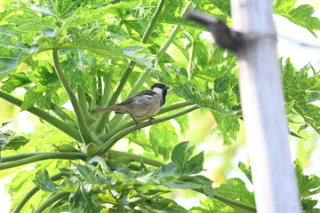 House sparrow sitting on papaya tree. Its other name Passer domesticus and Indian House sparrow....