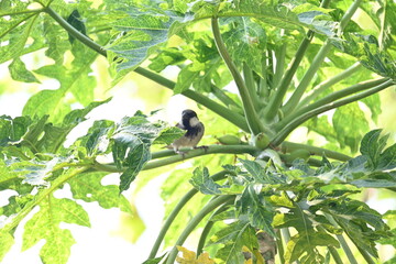 House sparrow sitting on papaya tree. Its other name Passer domesticus and Indian House sparrow. This is a bird of the sparrow family Passeridae, found in most parts of the world. Slow motion video.