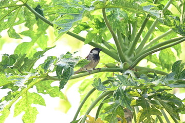 House sparrow sitting on papaya tree. Its other name Passer domesticus and Indian House sparrow. This is a bird of the sparrow family Passeridae, found in most parts of the world. Slow motion video.