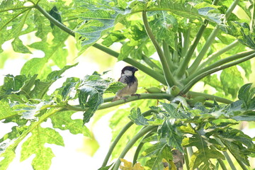 House sparrow sitting on papaya tree. Its other name Passer domesticus and Indian House sparrow....