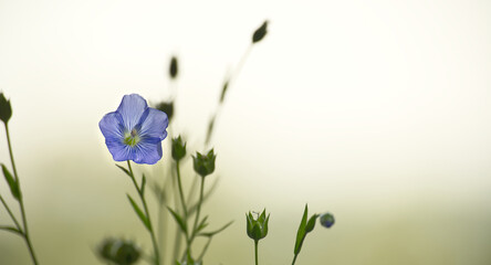 Delicate blue flax flower in serene green background showcasing the beauty of nature and tranquility