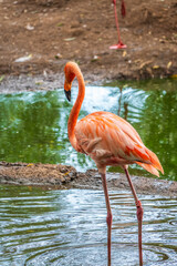 The greater flamingo, Phoenicopterus roseus, standing in water on lake shore.