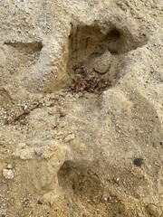 the texture of the sand