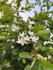 Obraz premium Carunda or Karonda flowers on tree