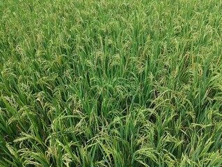 Lush Green Rice Field Ready for Harvest
