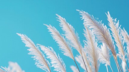 Fluffy white pampas grass against a bright blue sky