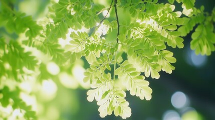 Fototapeta premium Fresh green leaves bathed in sunlight
