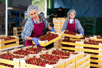 Young and adult woman working at the cherry production farm