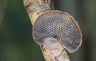 Close up macro of a brown mushroom