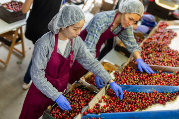 Asian and European women are sorting red cherries