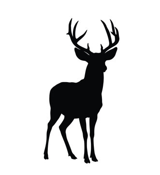 Mule deer silhouette. A striking depiction of a mule deer with large, branching antlers, also known as stag silhouette, symbolizing wildlife and strength. Vector clipart black illustration design.