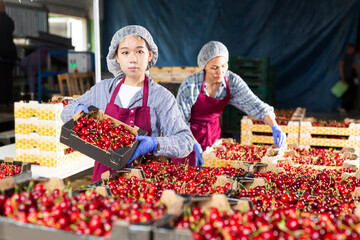 Asian female workers of the warehouse with crates full of cherry