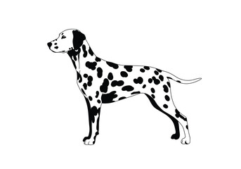 Dalmatian silhouette. This image shows the profile of a dalmatian, also referred to as a spotted dog or coach dog. Vector clipart black illustration design.
