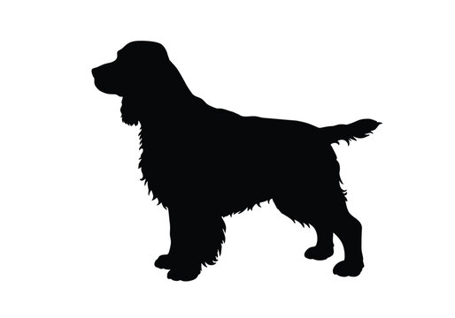 English springer spaniel silhouette. This image shows a black silhouette of an English Springer Spaniel dog standing in profile,  hunting companion. Vector clipart black illustration design.