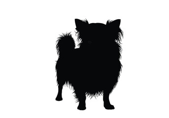 Obraz premium Long hair Chihuahua silhouette. This image shows a long-haired Chihuahua in silhouette, also referred to as a toy dog or furry companion. Vector clipart black illustration design.