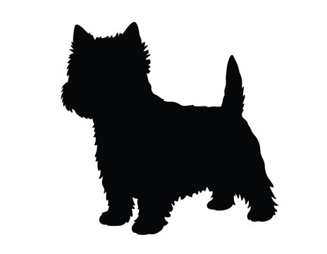 Westie dog silhouette. This image shows a black silhouette of a West Highland White Terrier, commonly known as a Westie. Vector clipart black illustration design.