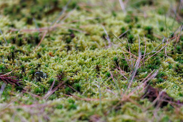 参道の杉並木。
地面には緑の苔がびっしり繁茂している。
神秘的で美しい神宮寺。
茅葺き屋根の本堂と緑が美しい苔むした境内と杉の大木林が印象的。
冬季に訪れたので、豪雪対策の雪囲いが施されている。
平安時代（8世紀末）に開創。
山門・観音堂・仏像3体が新潟県指定文化財。
境内と山林が十日町市指定文化財。
新潟県十日町市 - 2024年12月1日
