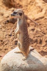 Fototapeta premium Meerkat, Suricata suricatta, on hind legs. Portrait of meerkat standing on hind legs with alert expression. Portrait of a funny meerkat sitting on its hind legs.