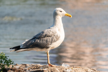 Seagull sits on stone cliff at the sea shore