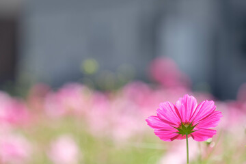 コスモス