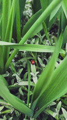 Obraz premium ladybug on green grass in spring garden