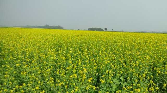 Mustard plants farm ( sarso khet) having yellow growing flower bloom, oilseeds