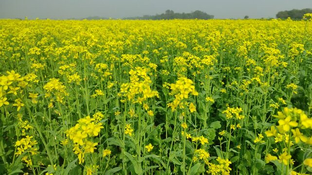 Mustard plants farm ( sarso khet) having yellow growing flower bloom, oilseeds