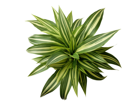 Overhead view of a striped dracaena plant with green and white leaves on a transparent background png