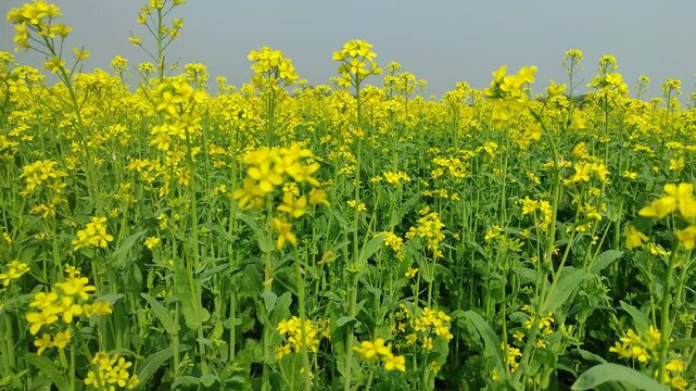 Mustard plants farm ( sarso khet) having yellow growing flower bloom, oilseeds