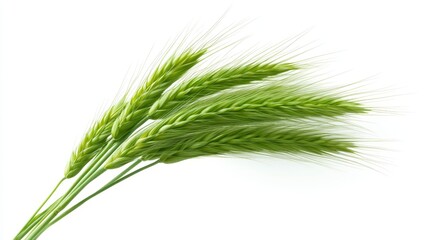 Fototapeta premium Closeup of green wheat stalks isolated on white background study of natural abundance and agricultural bounty