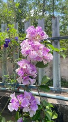 Beautiful Close-Up of Vibrant Purple Flowers with Green Leaves garlic ccent