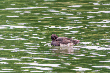 Male tufted duck, Aythya fuligula, swim in the pond