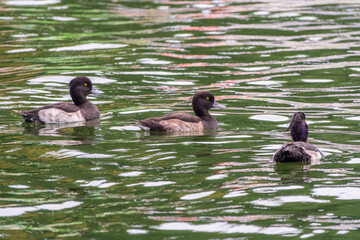 Male tufted duck, Aythya fuligula, swim in the pond