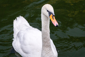 Obraz premium A graceful white swan swimming on a lake with dark water. The white swan is reflected in the water