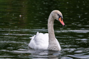 A graceful white swan swimming on a lake with dark water. The white swan is reflected in the water