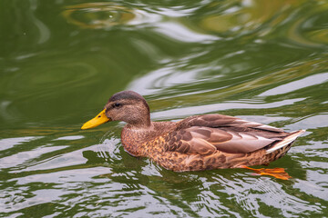 Mallard female Duck swims in the pond.