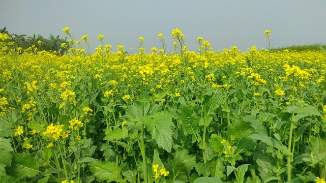 Mustard plants farm ( sarso khet) having yellow growing flower bloom, oilseeds	