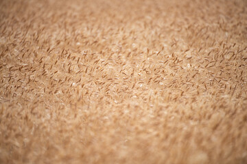 Wheat background. The agriculture. Gold sprouts of wheat in soil. Harvest in farm. Wheat field background. Background and texture for autumn harvest. Background of ripening ears of wheat field.