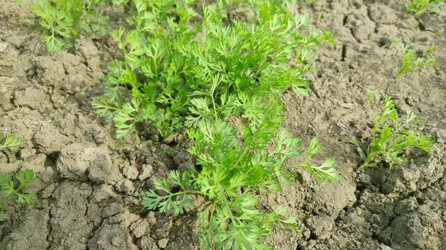 Most popular cumin seeds plant in indian farm or garden,unripped cumin crop dry plants,The most widely used spice is cumin or plant,Carum or Caraway and carvi 