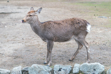 Deer in Nara Park, wild sika deer, Nara, Japan