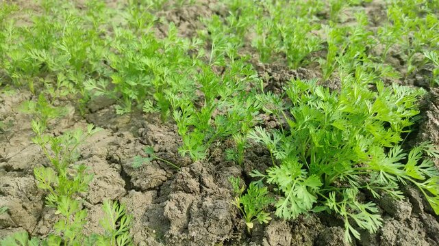 Most popular cumin seeds plant in indian farm or garden,unripped cumin crop dry plants,The most widely used spice is cumin or plant,Carum or Caraway and carvi 