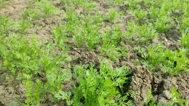 Most popular cumin seeds plant in indian farm or garden,unripped cumin crop dry plants,The most widely used spice is cumin or plant,Carum or Caraway and carvi 
