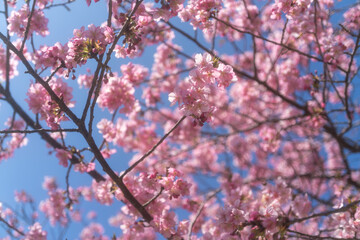 Early blooming cherry trees in full bloom along the river, Kawazu, Shizuoka, Japan, kawazu cherry blossom festival