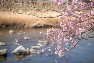 Early blooming cherry trees in full bloom along the river, Kawazu, Shizuoka, Japan, kawazu cherry blossom festival