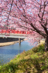 Early blooming cherry trees in full bloom along the river, Kawazu, Shizuoka, Japan, kawazu cherry blossom festival