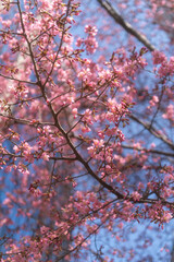 Early blooming cherry trees in full bloom along the river, Kawazu, Shizuoka, Japan, kawazu cherry blossom festival