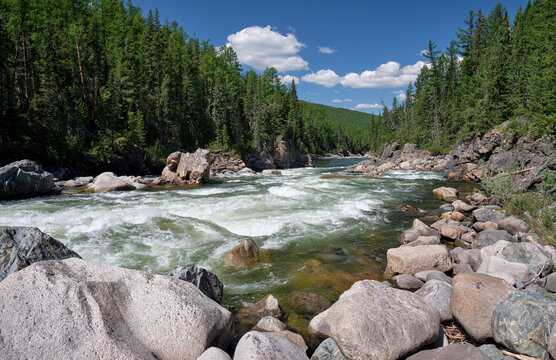 Altai river Chulyshman with boulders in the water. On the river banks there is siberian larch taiga forest.