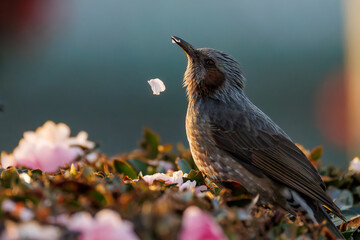 美しいサザンカの間を飛び回って花の蜜を吸う美しいヒヨドリ（ヒヨドリ科）
英名学名：Brown-eared Bulbul (Hypsipetes amaurotis, family comprising bulbul)
Camellia sasanqua
