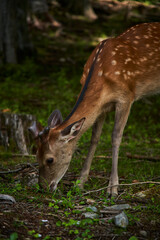 大地の囁き - 鹿の瞳に映る森の物語
